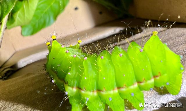 飞蛾扑火的科学解释，飞蛾扑火是一种什么现象！