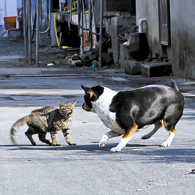 猫和鸟能一起养吗为什么，猫和鸟能一起养吗会死吗