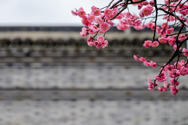 梅花诗十首邵雍，梅花诗十首邵雍是伪作