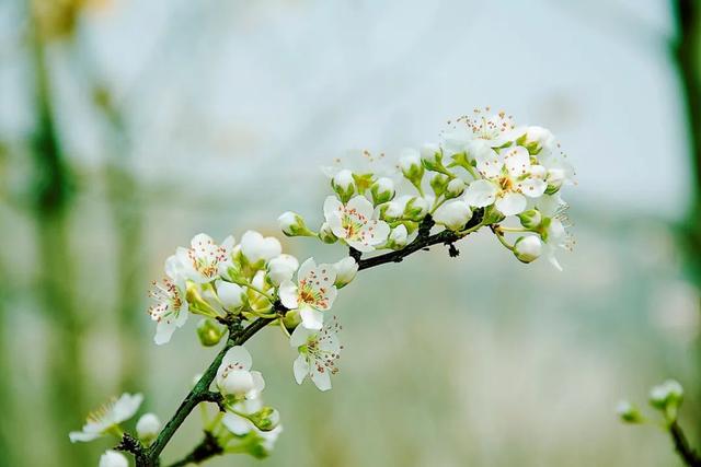 赏花的诗句，花开如诗？